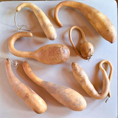 Lot de 7 gourdes françaises inclassables tordues petites