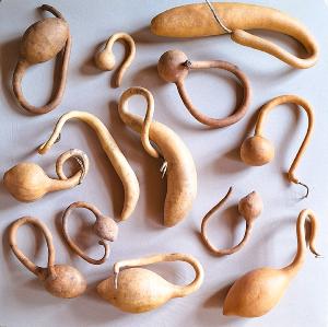 Lot de 13 Gourdes inclassables tordues