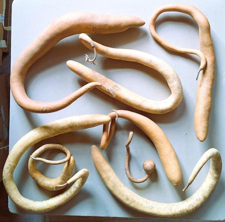 Lot de 8 Gourdes inclassables tordues Mini