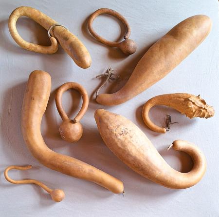 Lot de 8 Gourdes françaises inclassables tordues