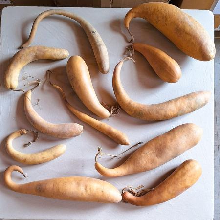 Lot de 12 Gourdes françaises inclassables tordues