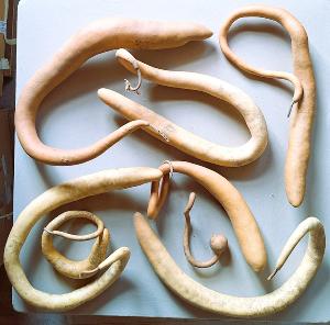 Lot de 8 Gourdes inclassables tordues Mini