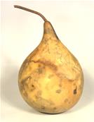 GOUTTE POINTUE