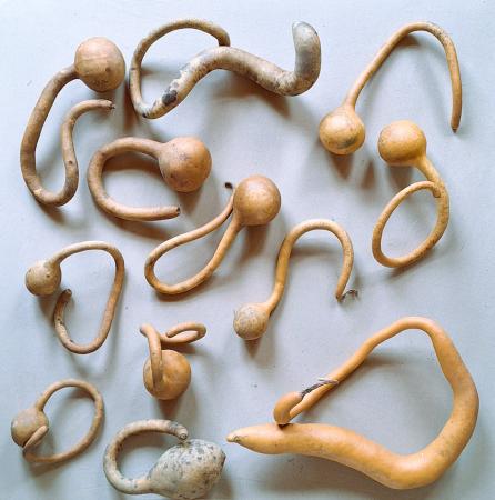 Lot de 12 Gourdes inclassables tordues