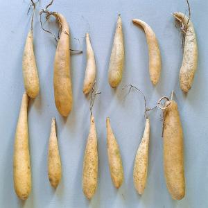 Lot de 12 gourdes inclassables longues petites