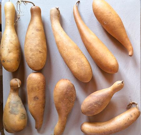 Lot de 10 gourdes inclassables longues petites