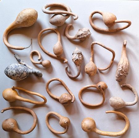 Lot de 17 Gourdes inclassables tordues