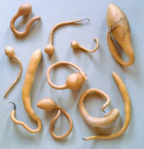 Lot de 10 gourdes françaises inclassables tordues petites