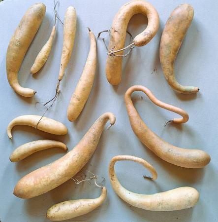 Lot de 12 Gourdes françaises inclassables tordues