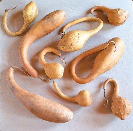 Lot de 9 gourdes françaises inclassables tordues