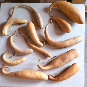 Lot de 12 Gourdes françaises inclassables tordues