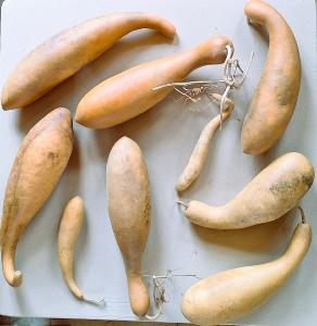 Lot de 9 gourdes inclassables longues