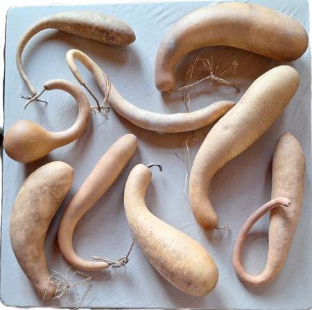 Lot de 9 gourdes françaises inclassables tordues