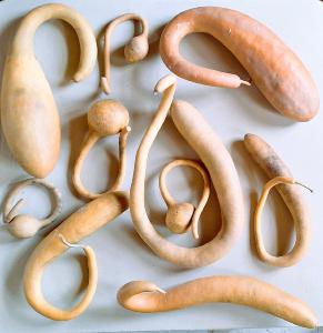 Lot de 10 gourdes françaises inclassables tordues