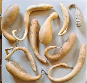 Lot de 10 Gourdes inclassables tordues Petites, Moyennes et Grandes