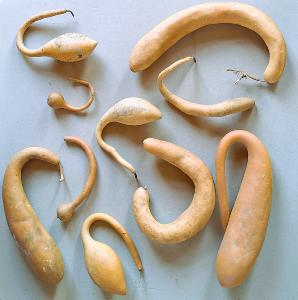 Lot de 10 Gourdes françaises inclassables tordues mini et petites