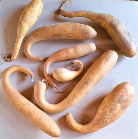 Lot de 8 Gourdes françaises inclassables tordues