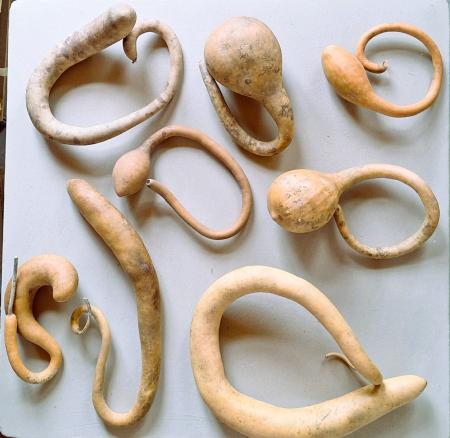 Lot de 8 Gourdes inclassables tordues Petites et Moyennes