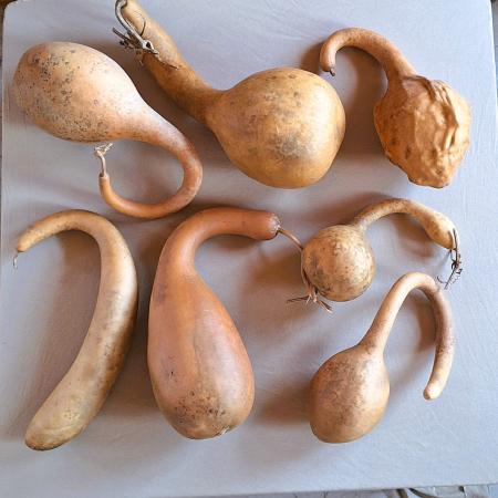 Lot de 6 gourdes françaises inclassables tordues